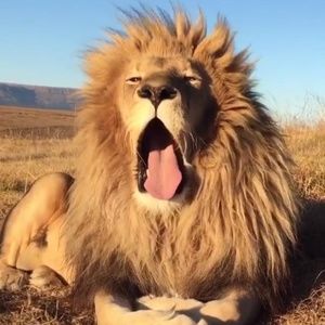 Meet your Posher, Tamaull